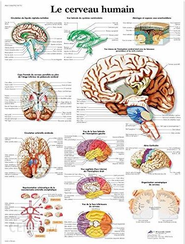 i-3b-scientific-plyta-anatomiczna